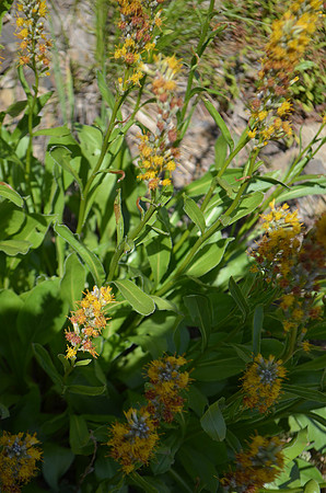 Rainera Stricta