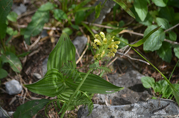 Rainier Pedicularis