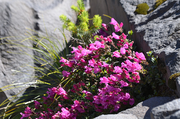 Rock Penstemon