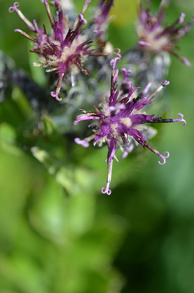 Saussurea americana