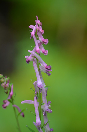 Scouler's corydalis flower