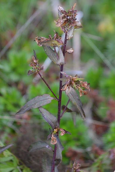 Sickletop Pedicularis 003