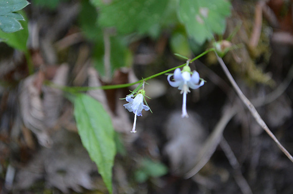 Scouler's harebell