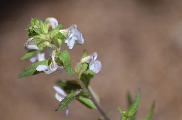 Sickletop Pedicularis