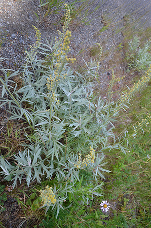 Pacific Wormwood 2