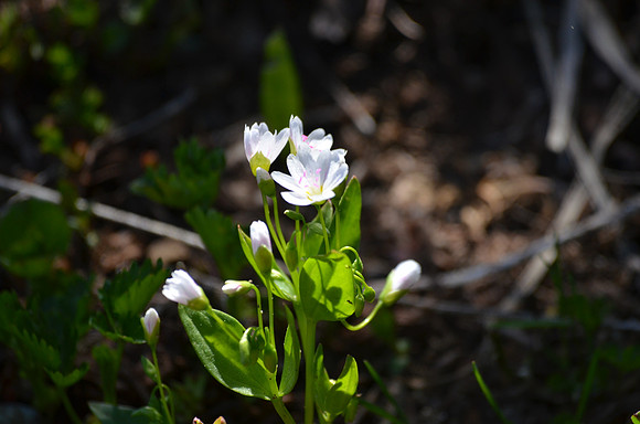 Spring Beauty