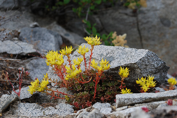 Oregon Stonecrop