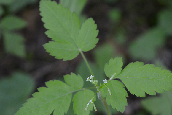 Sweet Cicely