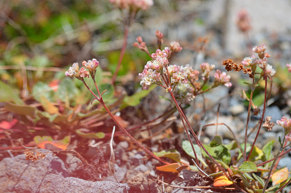 Sulphur Flower