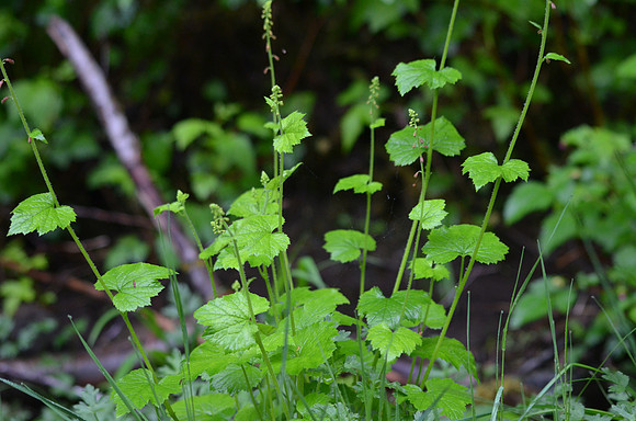 Three-toothed Mitrewort