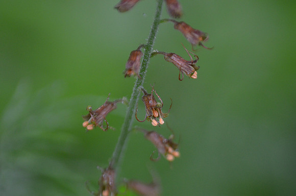 Three-toothed Mitrewort