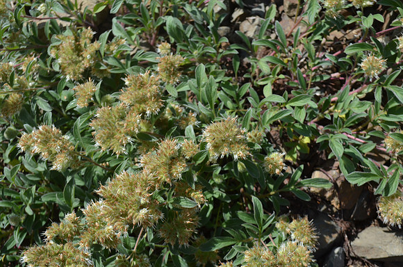 Varied -leaved Phacelia