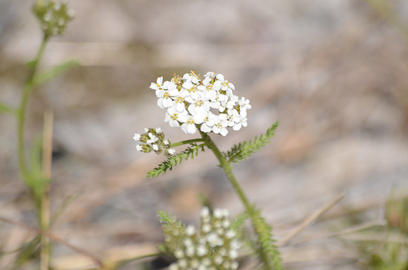 Yarrow
