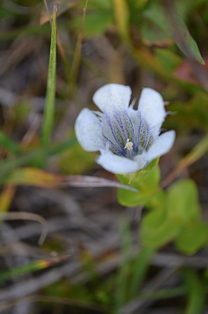 Bog Gentian var. White