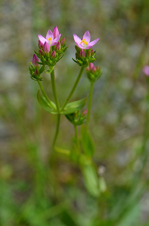 Centaurium erythraea