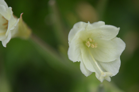 White  Fireweed
