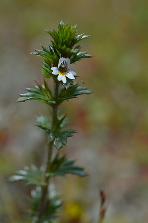 Euphrasia nemorosac