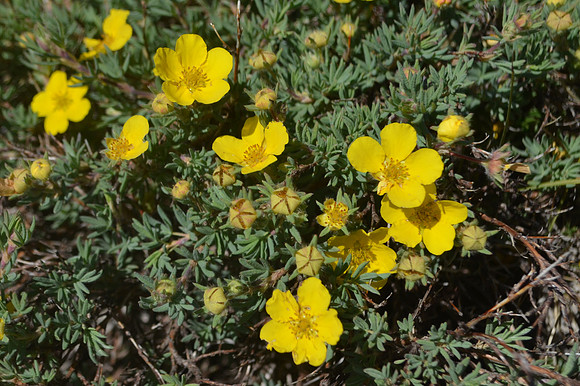 Shrubby Cinquefoil