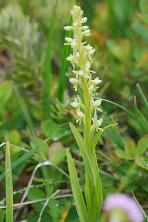 Lady Tresses