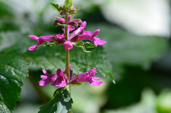 Hedge- Nettle