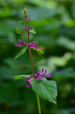 Hedge-Nettle