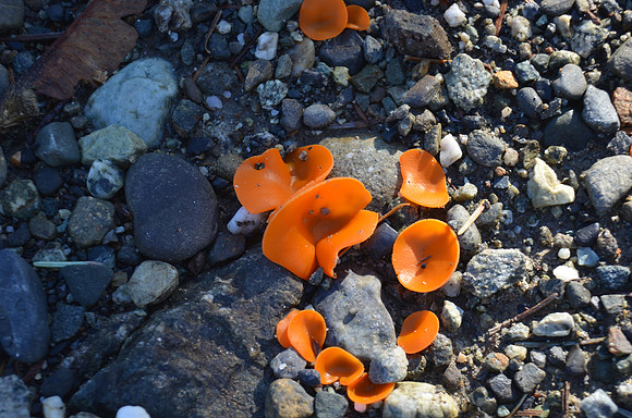 Aleuria aurantia