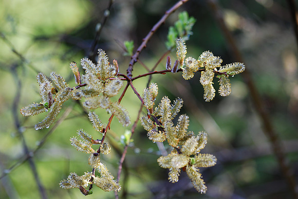 Glowing pussy willows