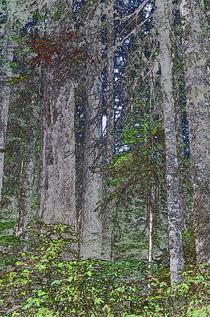 Forest Sketch