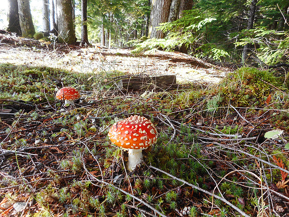 The lower forest