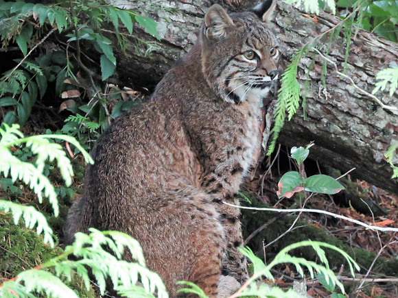 Bobcat