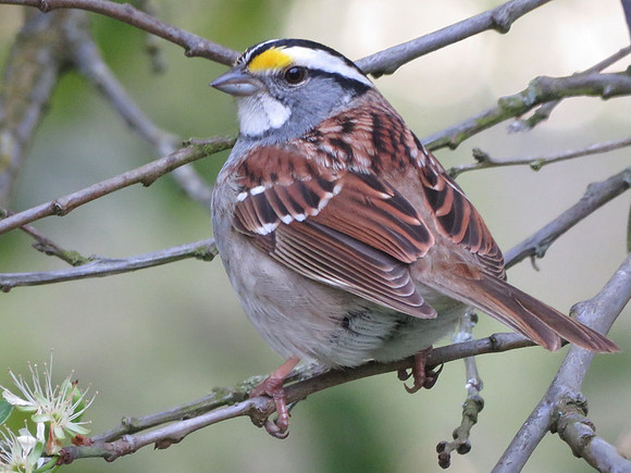 White-throated Sparrow 23