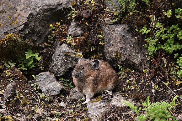 Pika