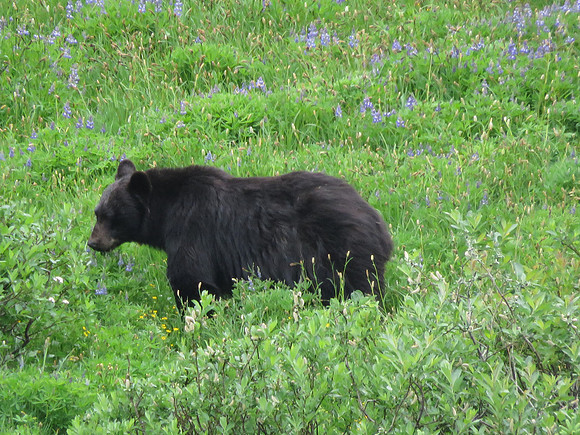 Black Bear