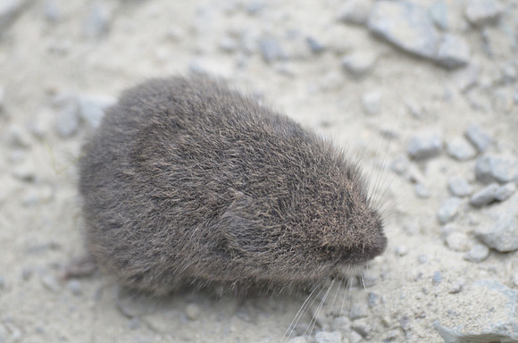 Mountain Beaver