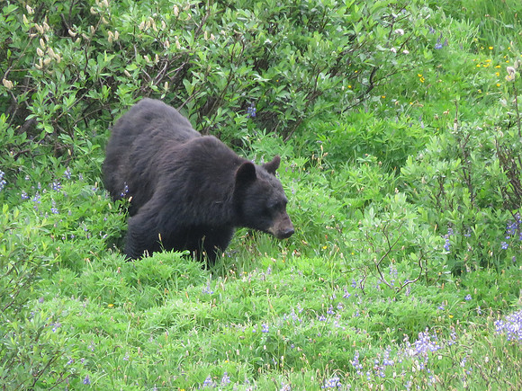 Black Bear