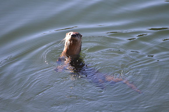 River Otter