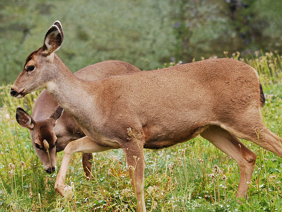 Mule Deer