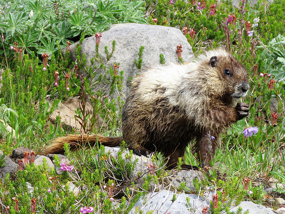 Marmot