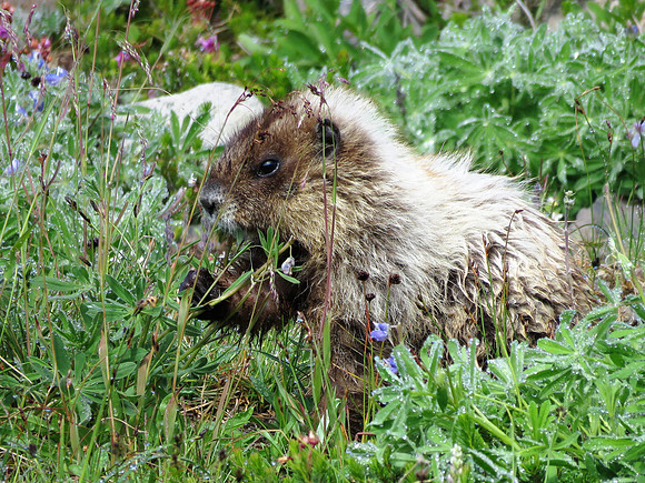 Marmot
