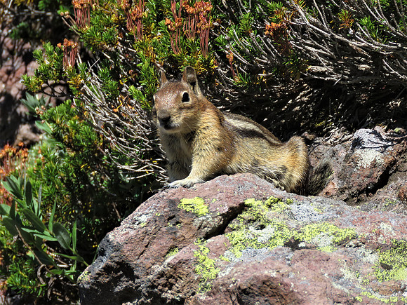 Golden Mountain Ground Squirrel