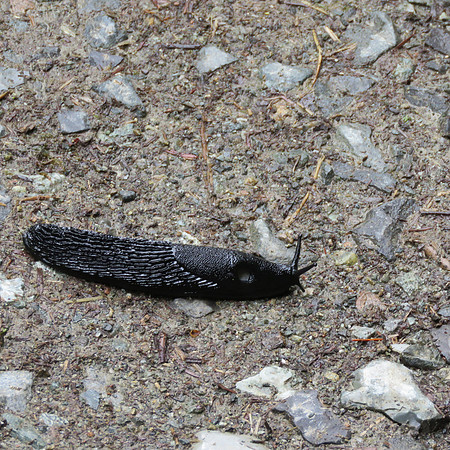 Banana Slug