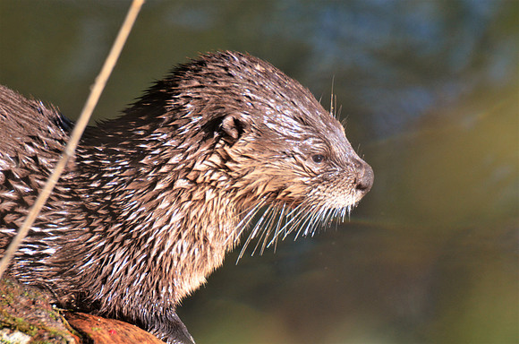 River Otter
