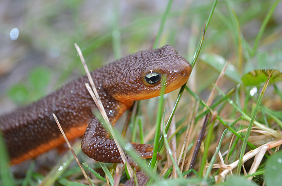 Newt 3