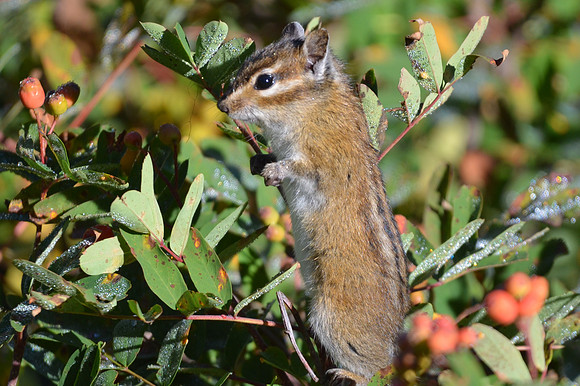 Townsend's Chipmunk
