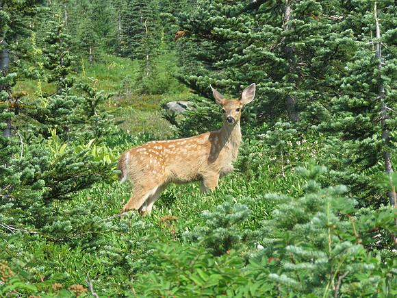Mule Deer