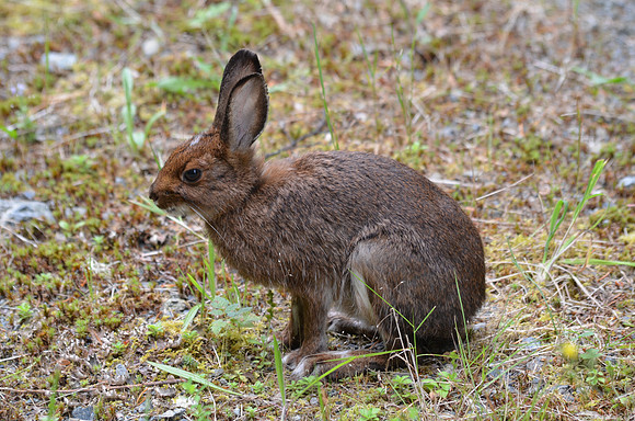 Hare
