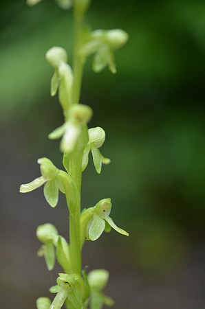 Bog Orchid 028