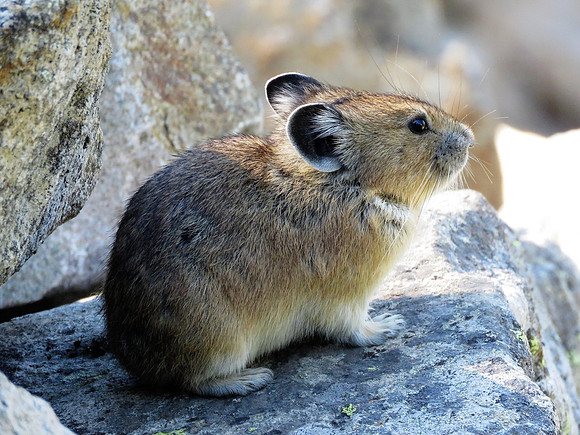 Pika 1025