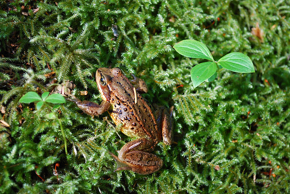 WOOD FROG ON MOSS