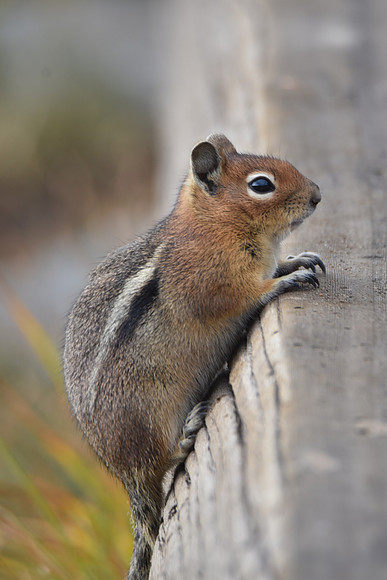 Golden Mantled Ground Squirrel